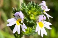Euphrasia stricta