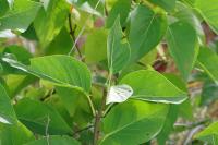 Syringa vulgaris