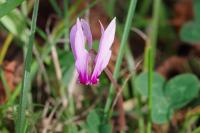 Cyclamen hederifolium