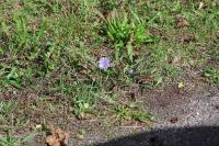 Cichorium intybus