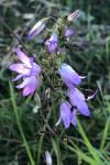 Campanula rapunculoides