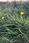 Genista tinctoria