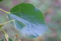 Tilia cordata