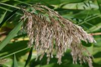 Phragmites australis