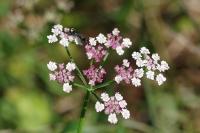 Torilis japonica