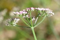 Torilis japonica