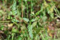 Torilis japonica