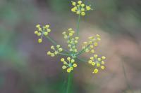 Foeniculum vulgare