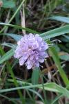 Succisa pratensis