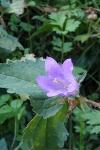 Campanula trachelium