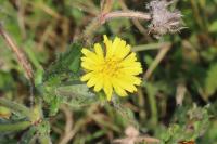Helminthotheca echioides