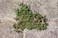 Portulaca oleracea