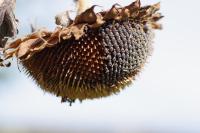 Helianthus annuus