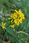 Solidago virgaurea
