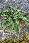 Asplenium trichomanes