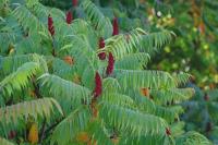 Rhus typhina