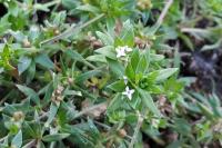 Sherardia arvensis