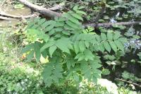 Juglans nigra