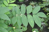 Juglans nigra