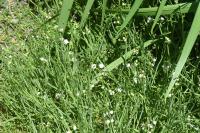 Oenanthe fistulosa