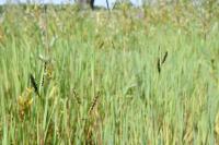 Paspalum distichum