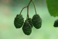 Alnus glutinosa