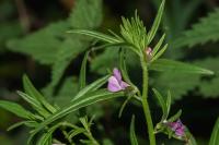 Misopates orontium