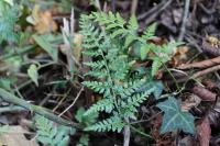 Asplenium adiantum-nigrum