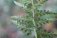 Asplenium adiantum-nigrum