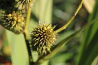 Sparganium erectum subsp. neglectum