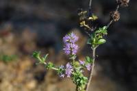 Mentha pulegium