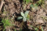 Laphangium luteoalbum