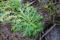 Hottonia palustris