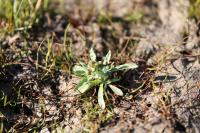 Gnaphalium uliginosum