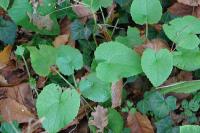 Lunaria annua