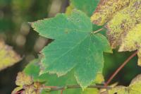 Acer pseudoplatanus