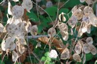 Lunaria annua
