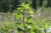 Acer pseudoplatanus