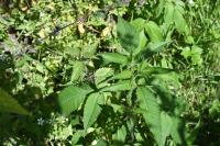 Bidens frondosa