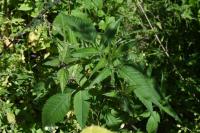 Bidens frondosa