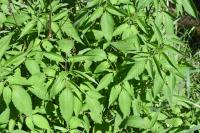 Bidens frondosa
