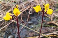 Utricularia vulgaris