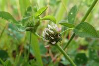 Trifolium glomeratum