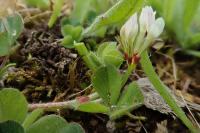 Trifolium subterraneum