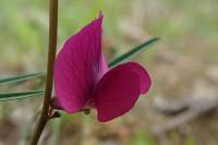 Vicia angustifolia