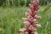 Orobanche amethystea
