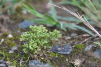 Polycarpon tetraphyllum