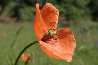 Papaver dubium
