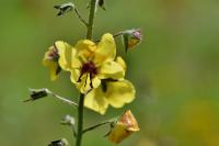 Verbascum blattaria