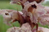 Orobanche amethystea
